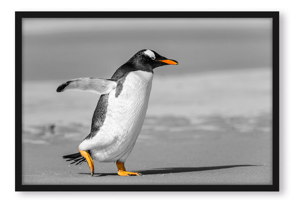 Pixxprint watschelnder Pinguin am Strand, Poster mit Bilderrahmen