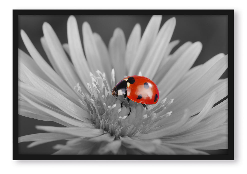 Pixxprint leuchtender Marienkäfer auf Blüte, Poster mit Bilderrahmen