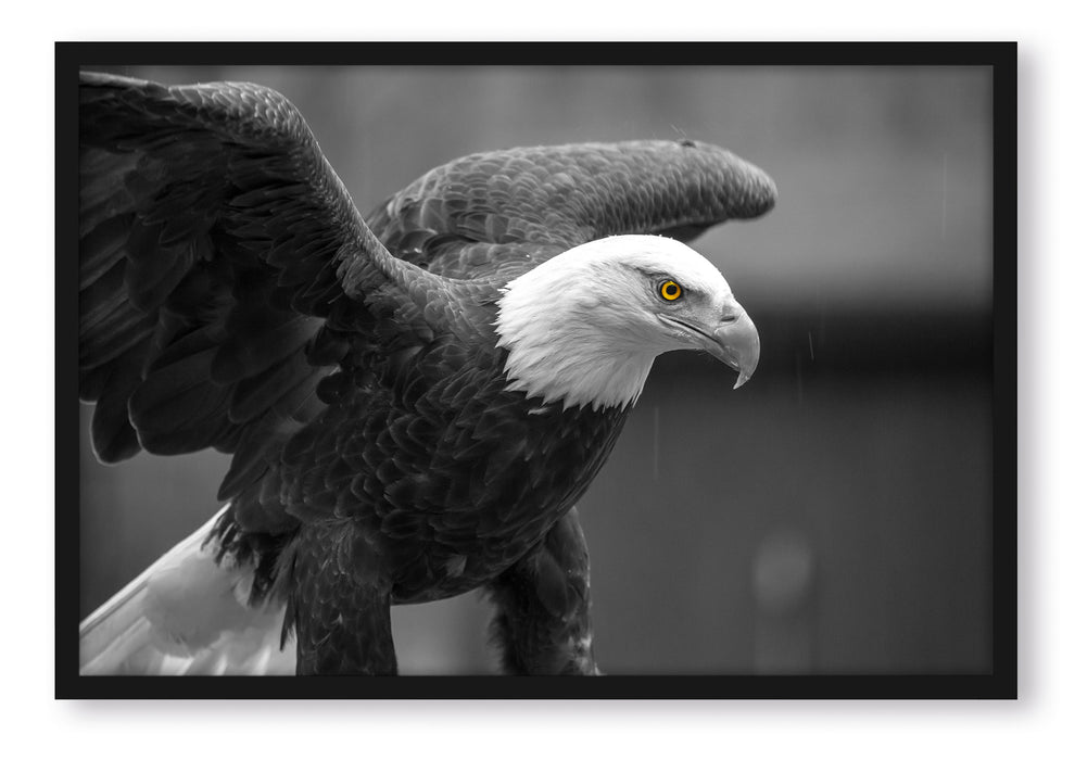 Pixxprint schöner Weißkopfseeadler, Poster mit Bilderrahmen