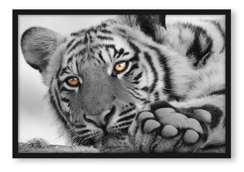 Pixxprint entspannter Tiger, Poster mit Bilderrahmen