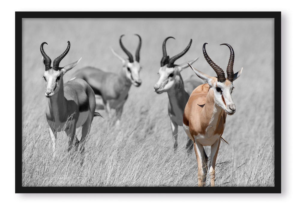 Pixxprint Tiere in Savanne Rehe Afrika, Poster mit Bilderrahmen