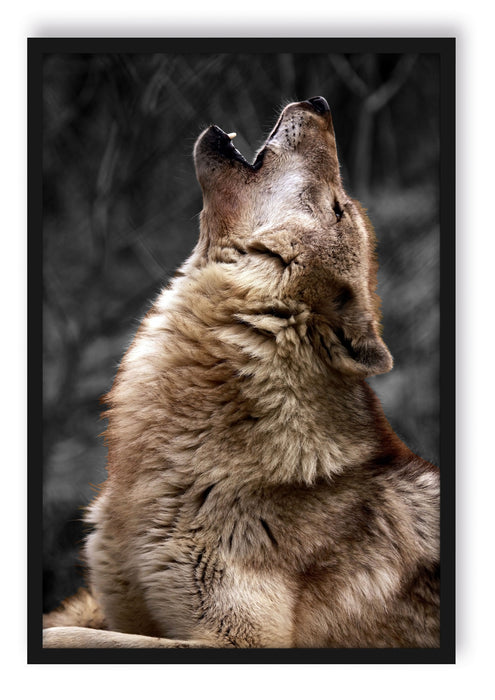 Pixxprint Anmutiger Heulender Wolf, Poster mit Bilderrahmen