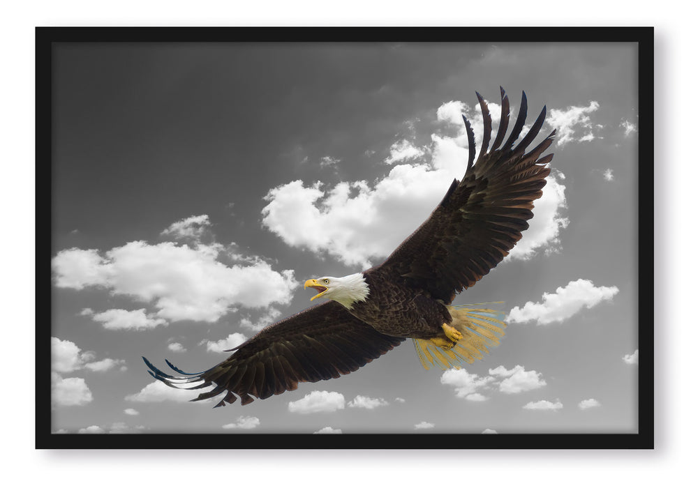 Pixxprint Weißkopfseeadler beim fliegen, Poster mit Bilderrahmen