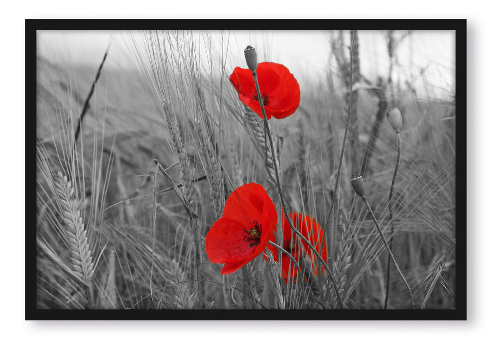 Pixxprint Mohnblumen im Getreidefeld, Poster mit Bilderrahmen