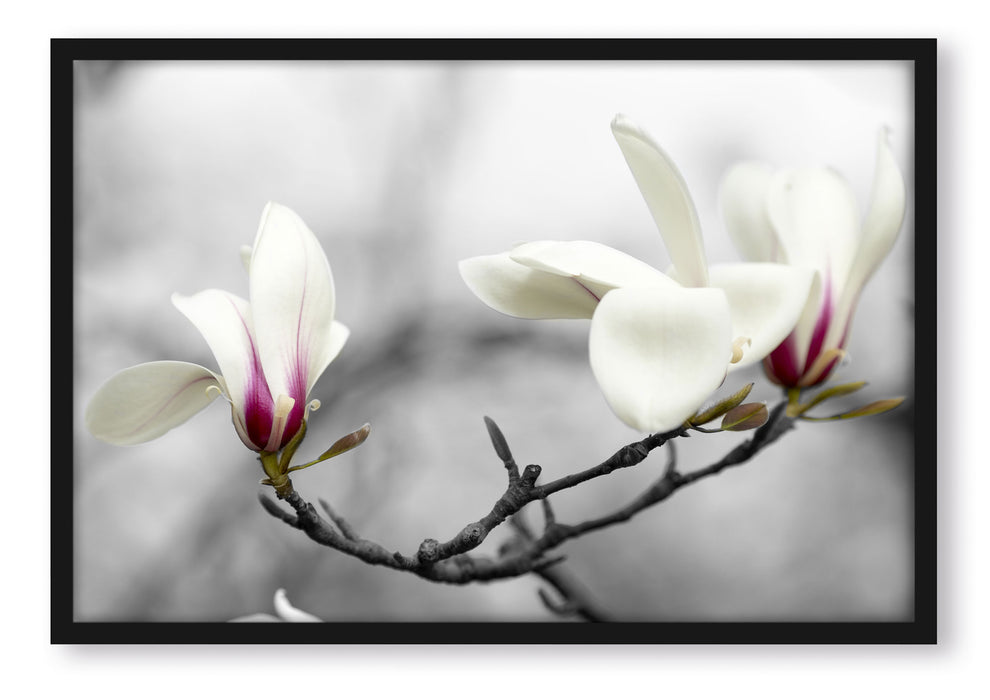 Pixxprint Magnolienblüten, Poster mit Bilderrahmen