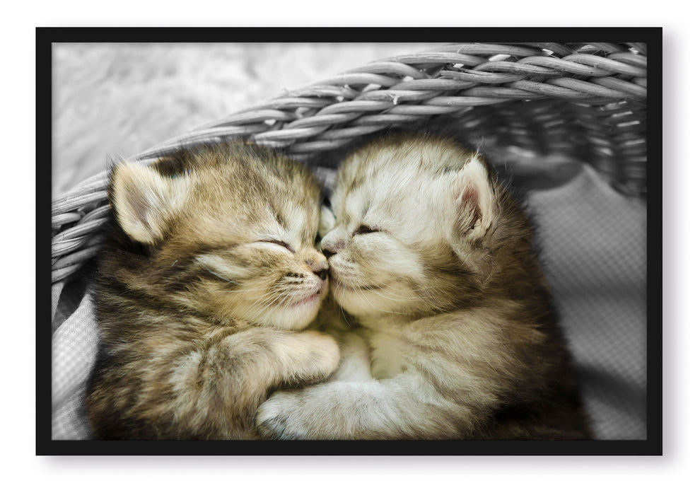 Zwei süße Babykatzen im Korb, Poster mit Bilderrahmen