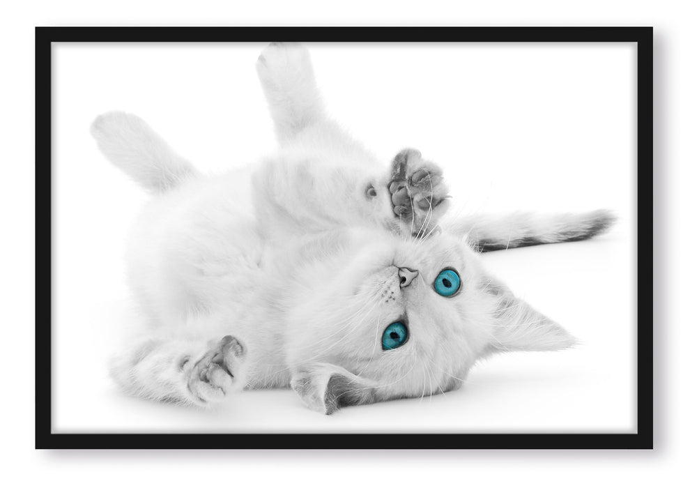 Pixxprint Katze mit Augen, Poster mit Bilderrahmen