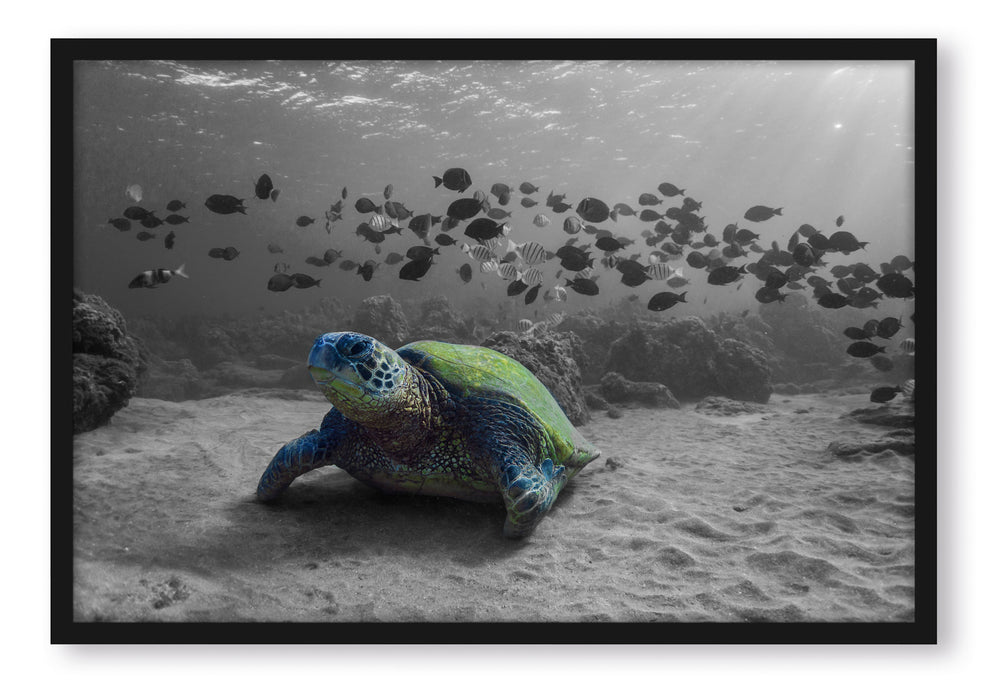 Pixxprint Schildkröte im Ozean, Poster mit Bilderrahmen