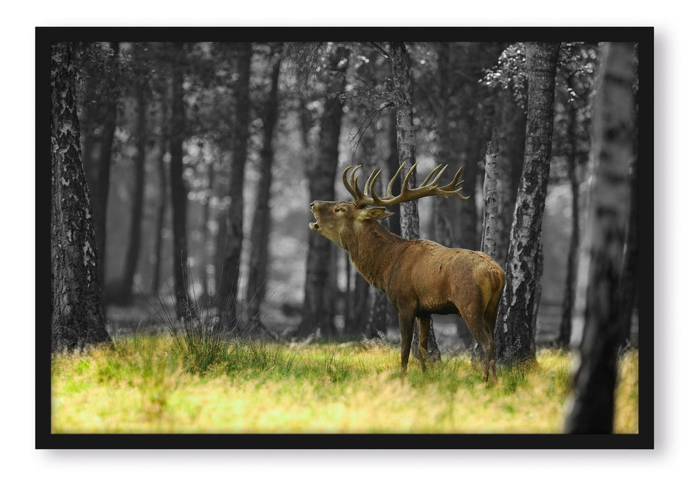 Pixxprint röhrender Hirsch im Wald, Poster mit Bilderrahmen