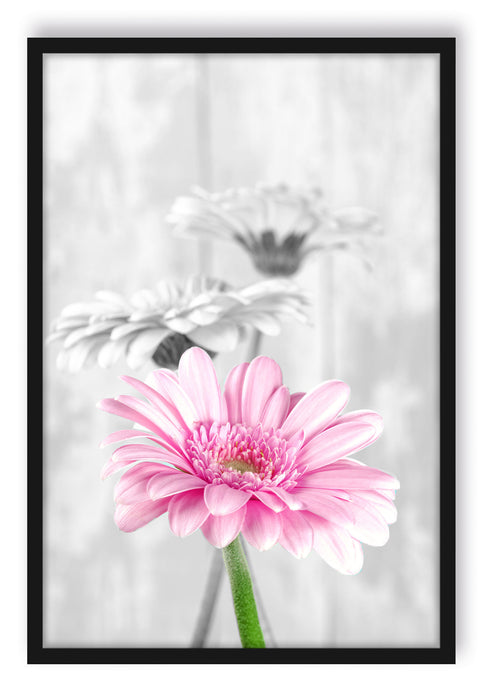 Pixxprint schöne Gerberas bei Tageslicht, Poster mit Bilderrahmen