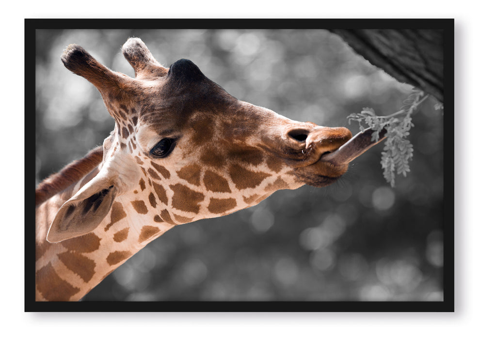 Pixxprint Hungrige Giraffe mit Zweig, Poster mit Bilderrahmen