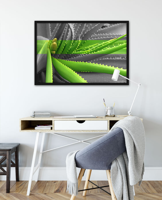 grüne Aloe Vera Pflanze, Poster mit Bilderrahmen