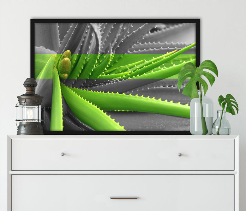 grüne Aloe Vera Pflanze, Poster mit Bilderrahmen