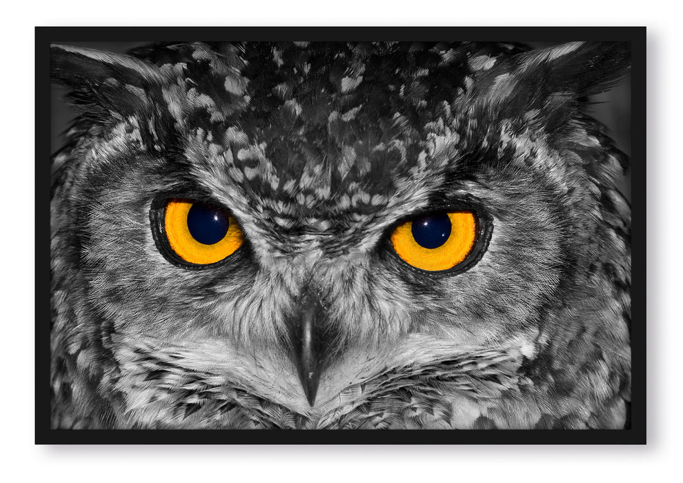 Pixxprint Eule mit Augen, Poster mit Bilderrahmen