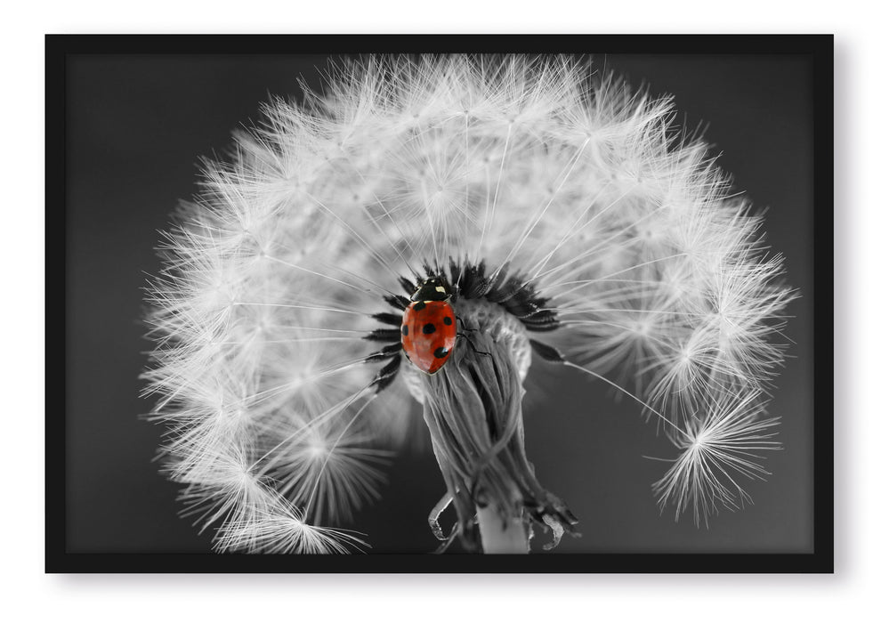 Pixxprint schöner Marienkäfer auf Pusteblume, Poster mit Bilderrahmen