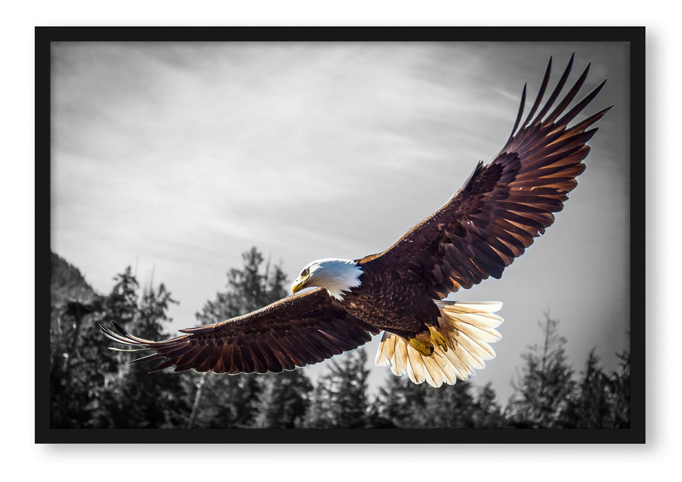 Pixxprint großer fliegender Adler, Poster mit Bilderrahmen