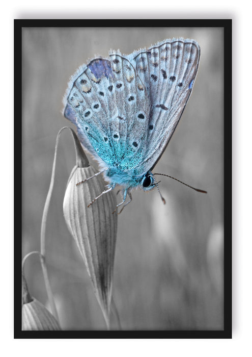 Pixxprint wunderschöner blauer Schmetterling, Poster mit Bilderrahmen