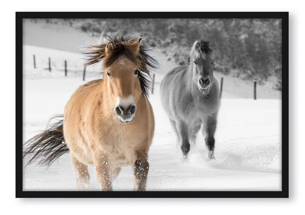 zwei schöne Ponys im Schnee, Poster mit Bilderrahmen