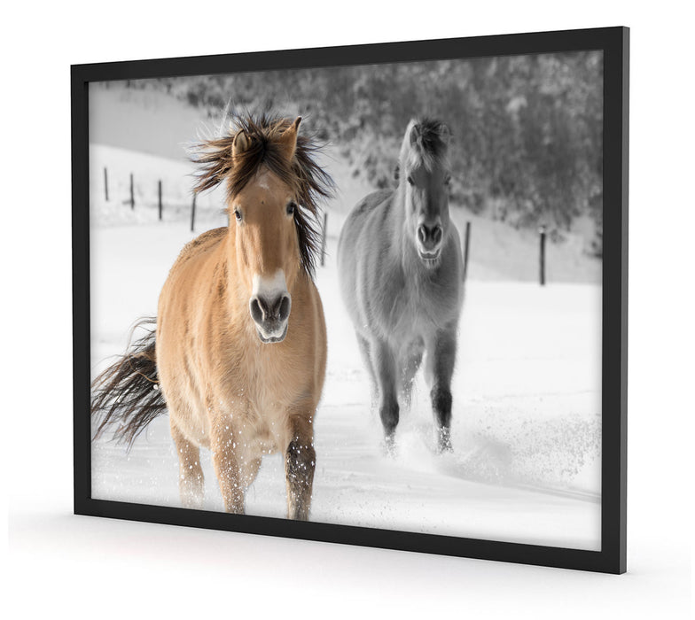 zwei schöne Ponys im Schnee, Poster mit Bilderrahmen