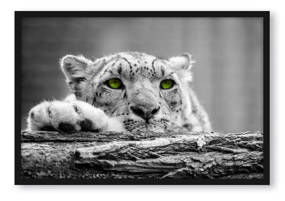 Pixxprint Schöner Gepard mit grünen Augen, Poster mit Bilderrahmen