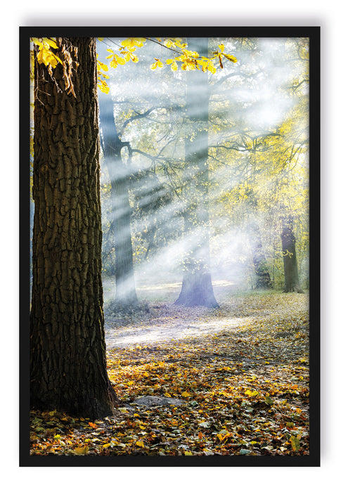 Pixxprint Sonnenstrahlen im Wald, Poster mit Bilderrahmen