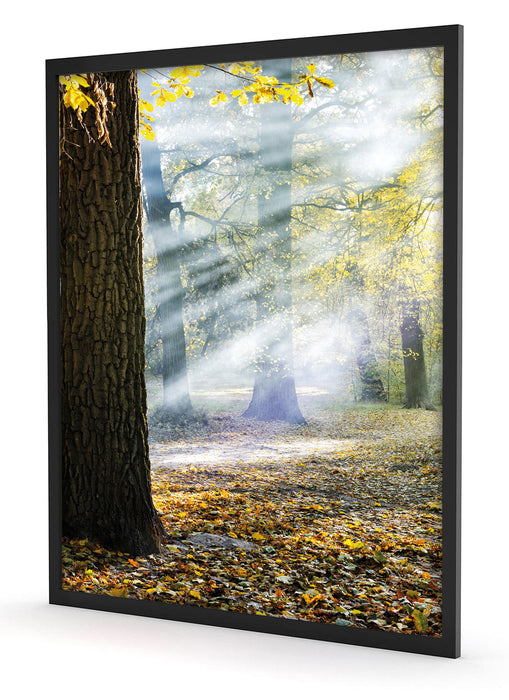 Sonnenstrahlen im Wald, Poster mit Bilderrahmen