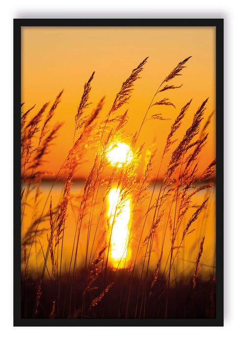 Sonne zwischen Gräsern, Poster mit Bilderrahmen