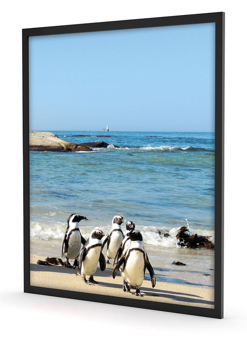 Pinguine am Strand, Poster mit Bilderrahmen