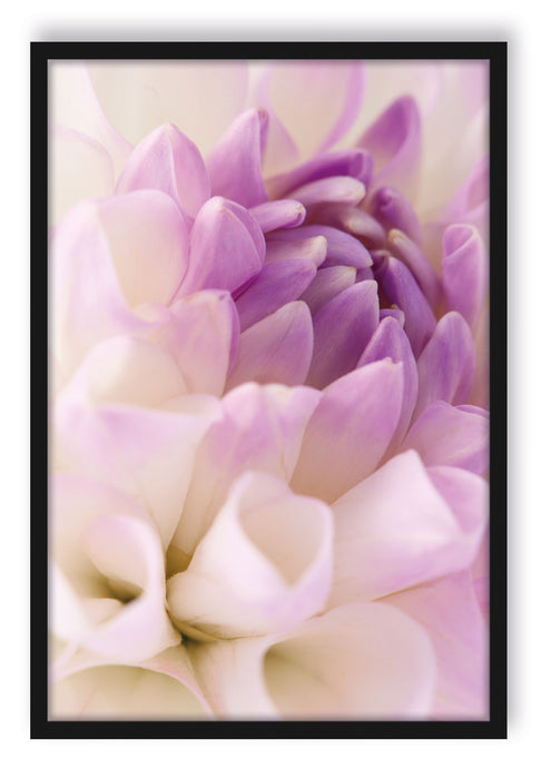Traumhafte lila weiße Blüte, Poster mit Bilderrahmen