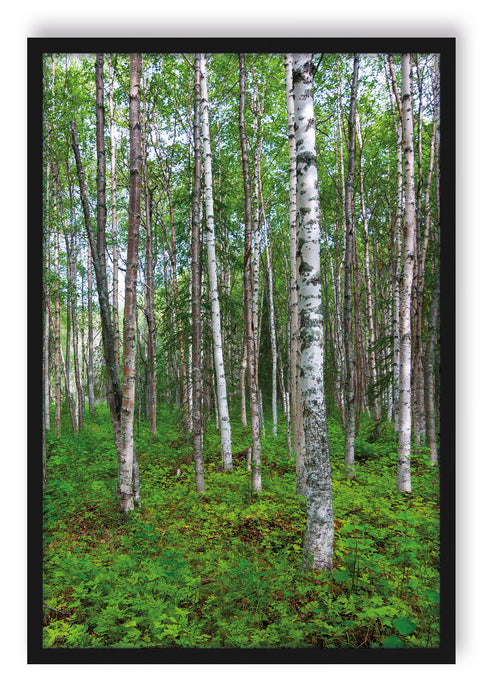 Pixxprint Birkenwald, Poster mit Bilderrahmen