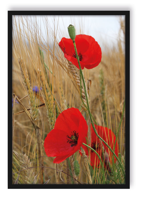 Pixxprint Mohnblumen im Getreidefeld, Poster mit Bilderrahmen