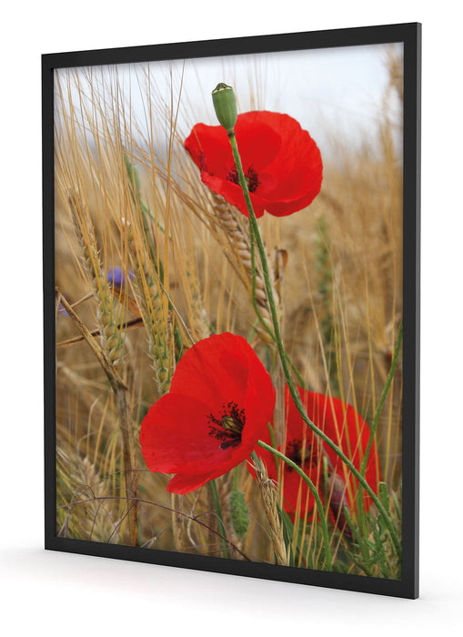 Mohnblumen im Getreidefeld, Poster mit Bilderrahmen