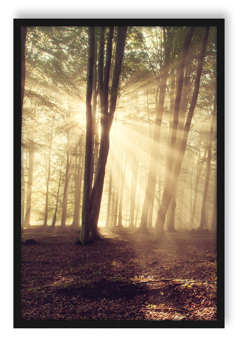 Pixxprint Waldlichtung im Sonnenschein, Poster mit Bilderrahmen