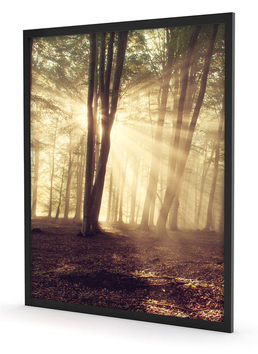 Waldlichtung im Sonnenschein, Poster mit Bilderrahmen