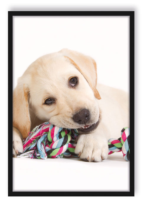 Pixxprint Hundewelpe, Poster mit Bilderrahmen