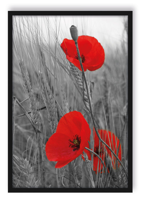 Pixxprint einzelne Mohnblumen im Getreidefeld, Poster mit Bilderrahmen