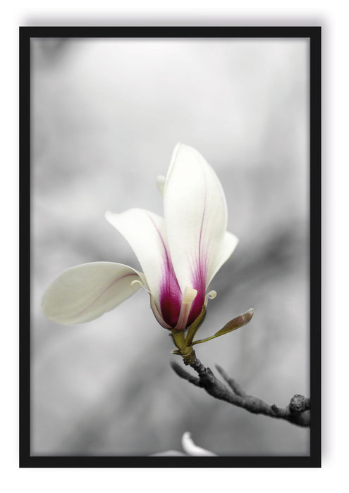 Pixxprint Weiße Magnolienblüten am Baum, Poster mit Bilderrahmen