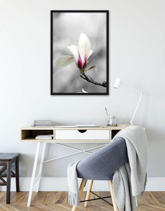 Weiße Magnolienblüten am Baum, Poster mit Bilderrahmen