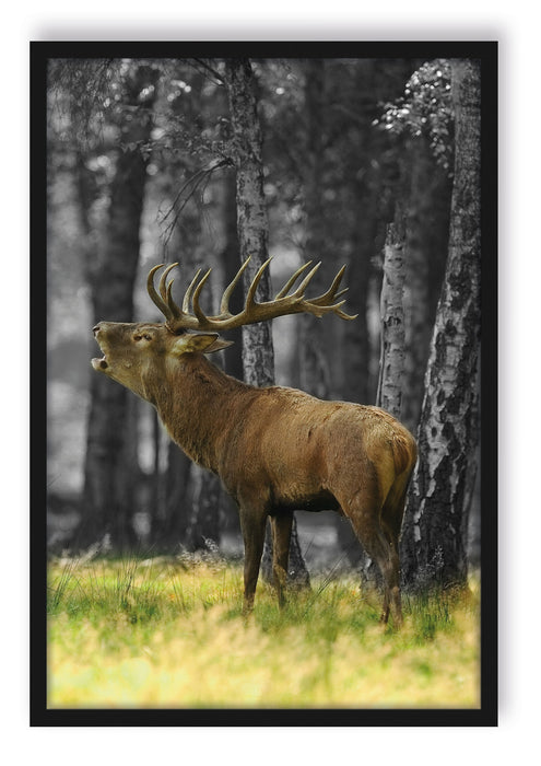 Pixxprint röhrender Hirsch im Wald schwarz/weiß, Poster mit Bilderrahmen