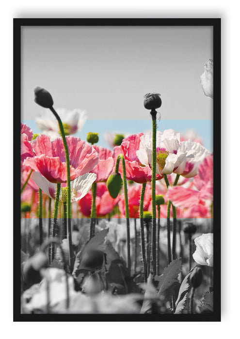 Pixxprint Blumenwiese Mohnblumen schwarz/weiß, Poster mit Bilderrahmen