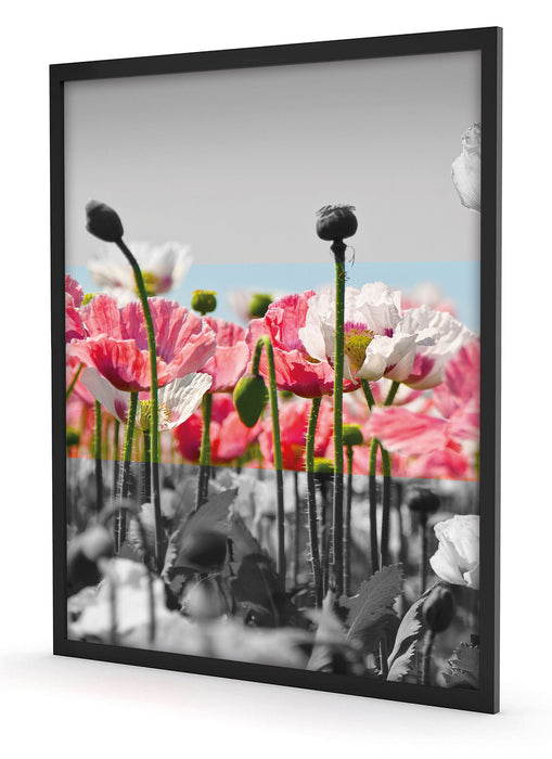 Blumenwiese Mohnblumen schwarz/weiß, Poster mit Bilderrahmen