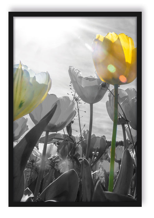 Pixxprint wunderschöne Tulpenwiese schwarz/weiß, Poster mit Bilderrahmen