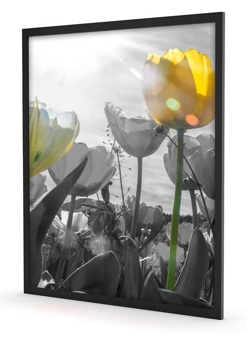 wunderschöne Tulpenwiese schwarz/weiß, Poster mit Bilderrahmen