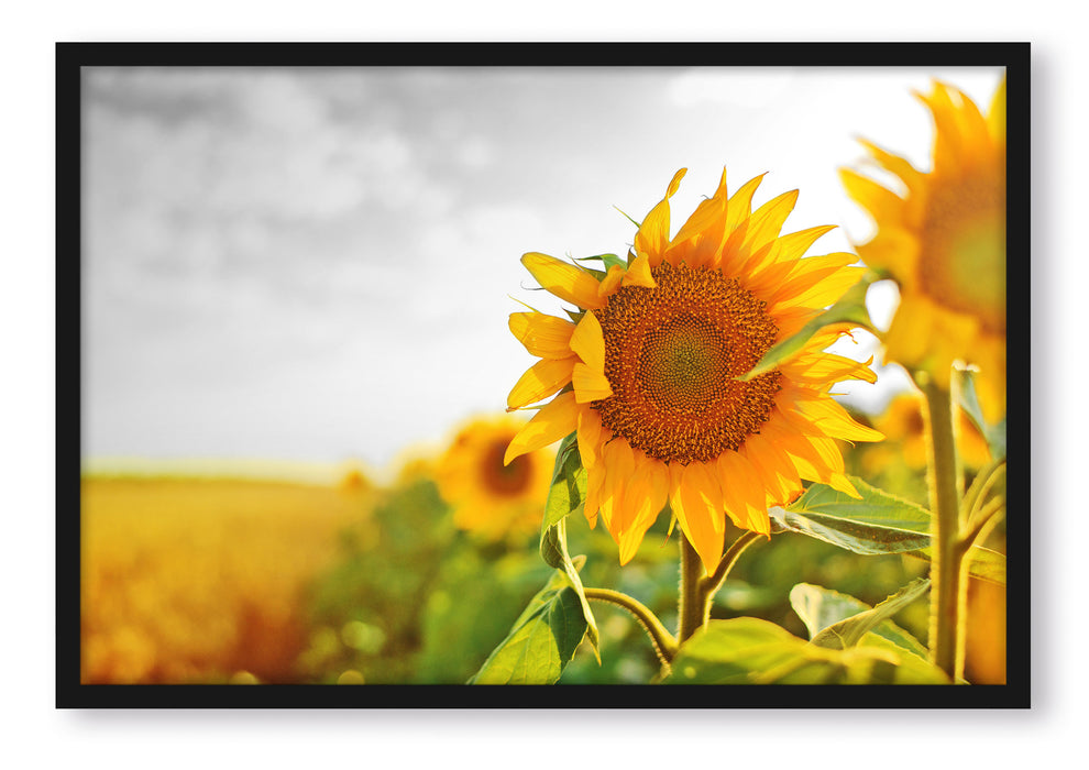 Pixxprint Nahaufnahme einer Sonnenblume, Poster mit Bilderrahmen