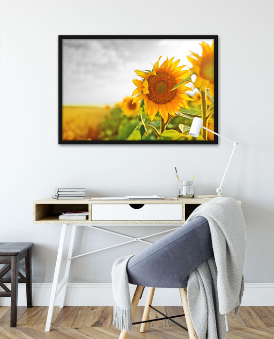 Nahaufnahme einer Sonnenblume, Poster mit Bilderrahmen