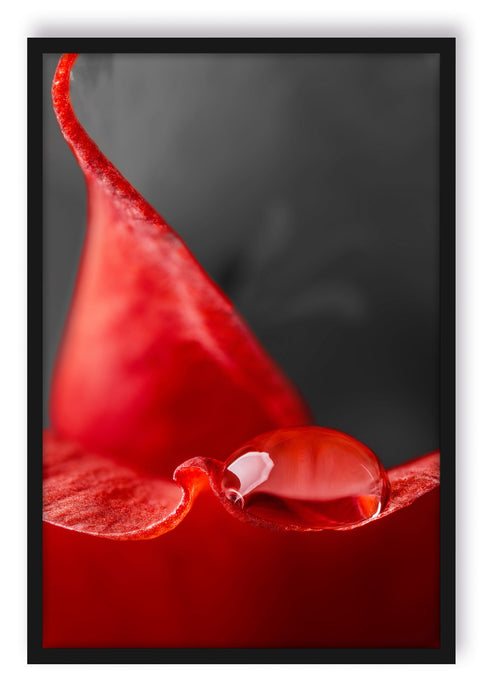 Pixxprint roter Tropfen auf Rosenblüte, Poster mit Bilderrahmen