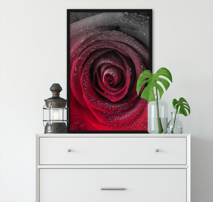Rote zarte Rosenblüte, Poster mit Bilderrahmen