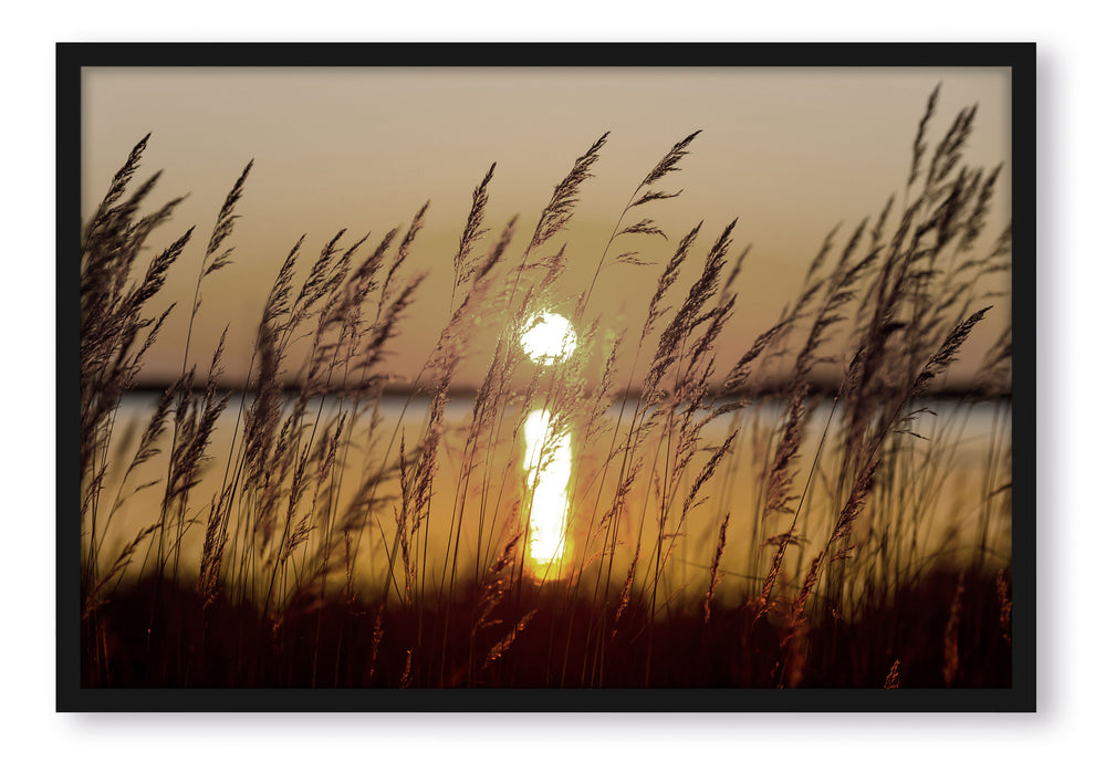 Pixxprint Gräser bei Sonnenuntergang, Poster mit Bilderrahmen