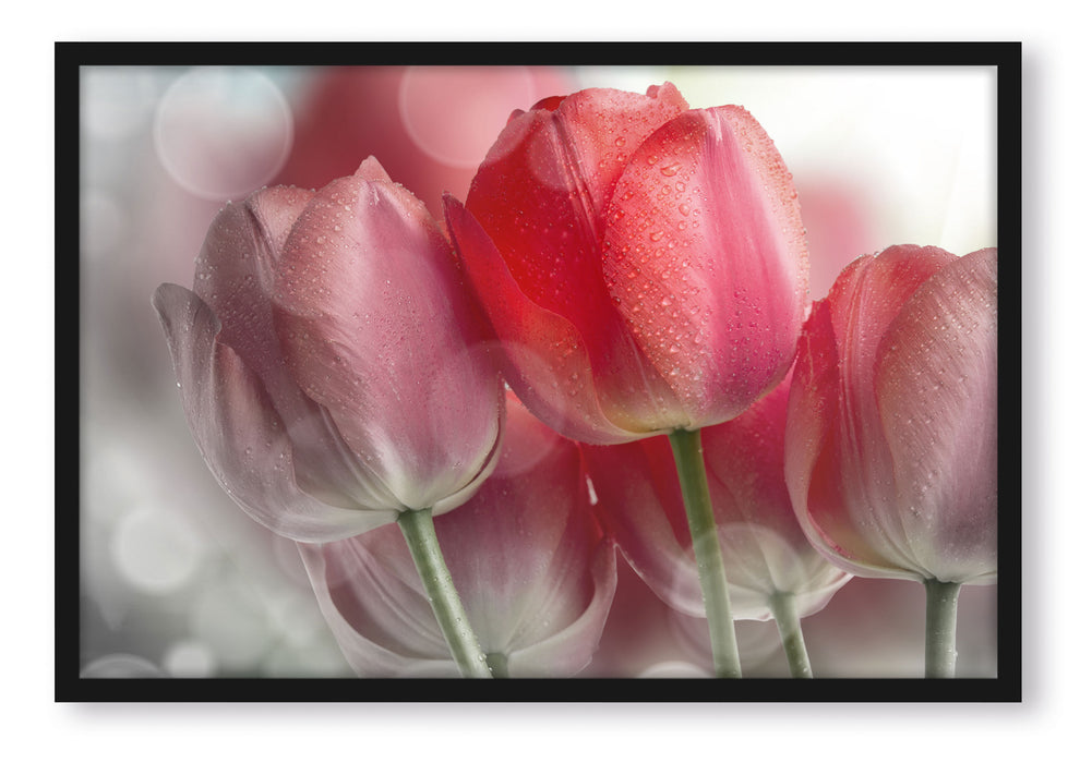 Pixxprint Wunderschöne Tulpen, Poster mit Bilderrahmen