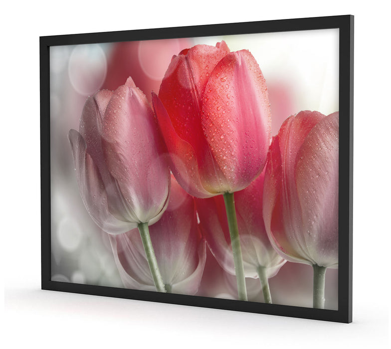 Wunderschöne Tulpen, Poster mit Bilderrahmen